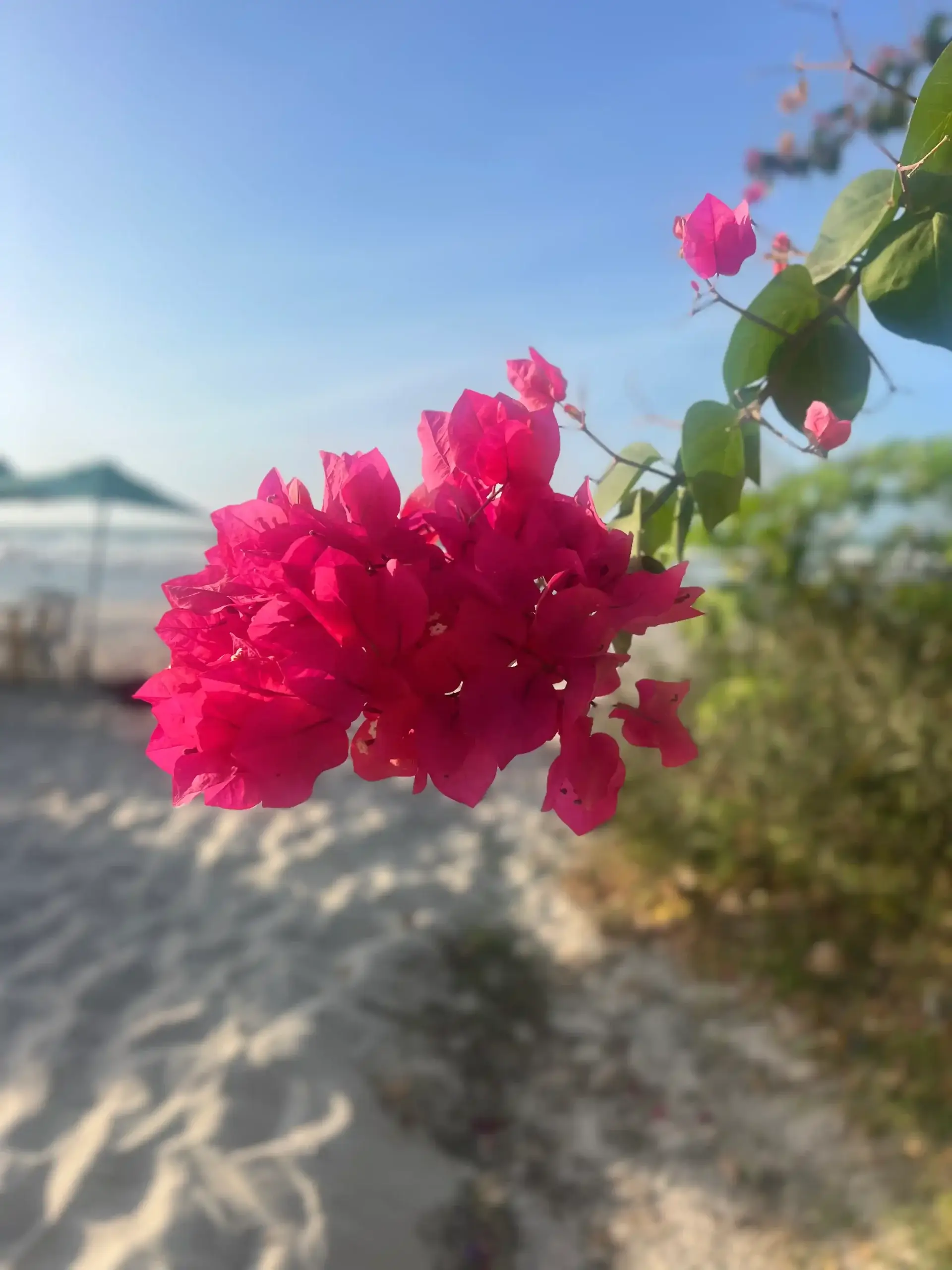 IMG_8644-optimized